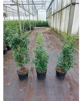 Portugisisk lagerkärsbär